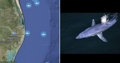 Detectan tiburón frente a costa de Matamoros