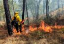 Tamaulipas registra 32 incendios forestales en 2024